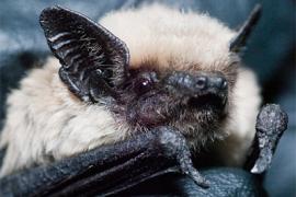  A canyon or pipistrelle bat