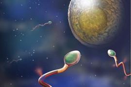 Sperm swimming toward a human oocyte