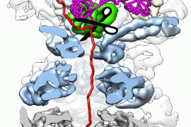 Graphic of Ubiquitin-chain removal by JAMM DUB Rpn11 is required for protein degradation. 