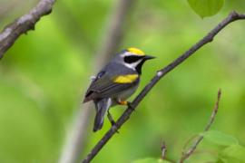 This male golden-winged warbler is carrying a geolocator on its back (appears black with white light sensor) and identification bands on its legs. (Photo by Gunnar Kramer)