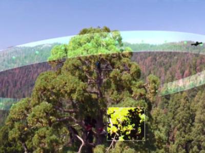 Tree with simulation of 3D scan around full tree top.