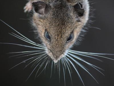 mouse whiskers