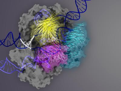 amino acid movement upon DNA binding