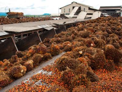 A palm oil processing plant in Pasoh, Malaysian peninsula. 