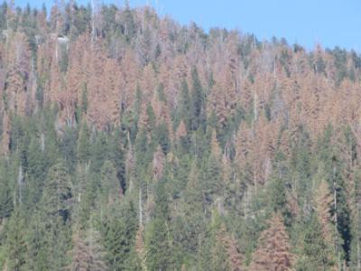 swath of dead trees in the Sierra Nevada