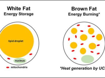 graphic of white fat and brown fat energy storage and burn