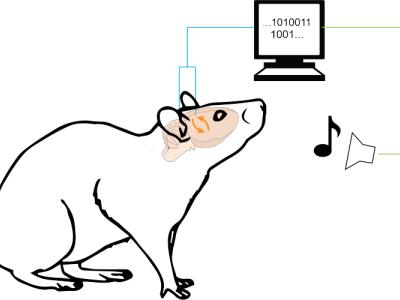 Illustration of rat generating visual feedback to a computer