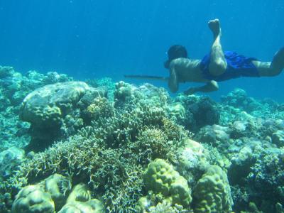 Snorkeler surrounded by coral