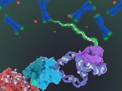 A visualization of human telomerase. Chromosomes in a blue x. Line of enzymes, the closest red, the next blue, and then purple