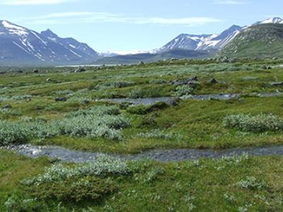 An arctic landscape