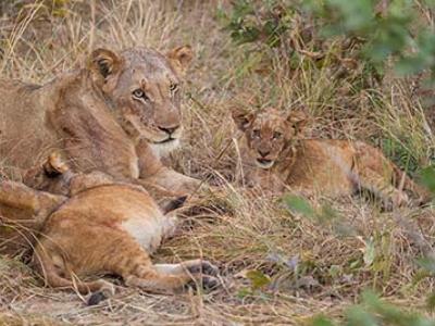 A lioness and two cubs in a grassy area