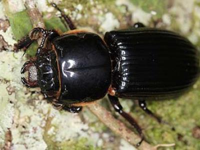 A close up of a black shiny beetle against a green background.