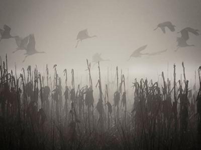 Cranes fly through the fog over a marsh