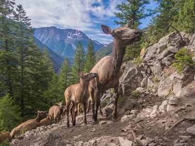 Elk migrate up a mountainside