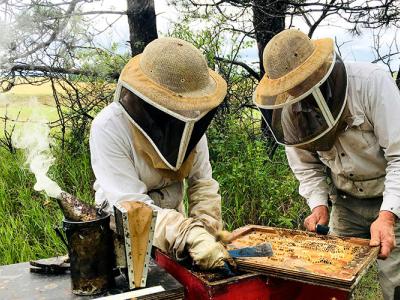 two people tend to a bee hive