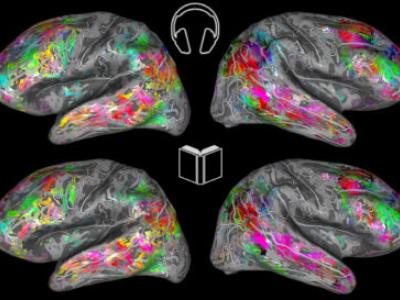 Color coded maps of the brain