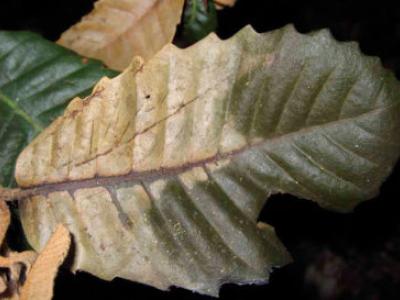 tanoak tree leaves with pathogen