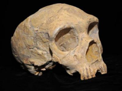 A photo of a Neanderthal skull against a black background