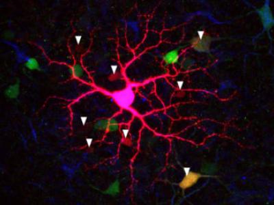light-sensitive cell in mouse retina
