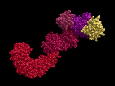A molecular modeling image showing the detector portion of the NLRP3 inflammasome in red, magenta, and yellow