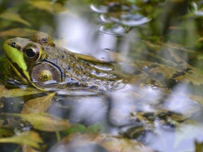 A frog's head coming out of the water
