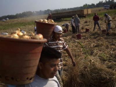 migrant workers carry bushels of onions in a field