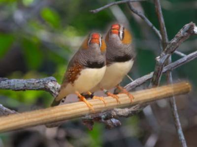 Two zebra finches on a branch.
