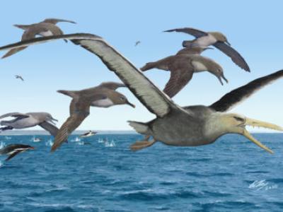 depiction of 50 million-year-old pelagornithid bird with ancient albatrosses and penguins