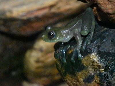 A photo of a small, greenish grey glass frog crouching on a rock