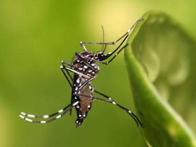 A close up shot of a mosquito on a leaf.