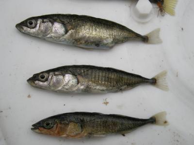 three sticklebacks about 2 1/2 inches long