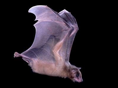 A photo of a flying Egyptian fruit bat against a black background