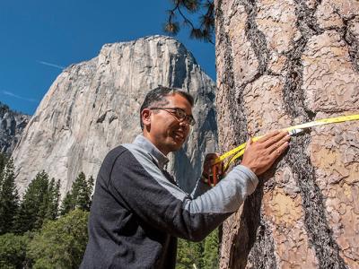 UC Berkeley scientist holds a measuring tape against a massive tree trunk, with Yosemite National Park's Half Dome peak in the background.