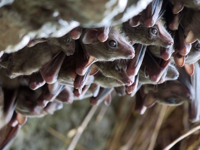 A photo shows a densely-packed group of Egyptian fruit bats in a cave