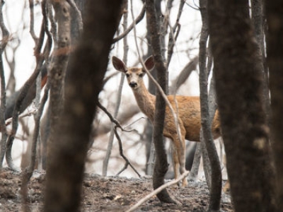 A photo shows a black-tailed deer behind some trees in a forest