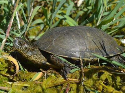 A photo of a Western pond turtle in some grass