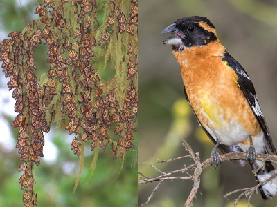 a cluster of monarch butterflies and the grosbeak that eats them