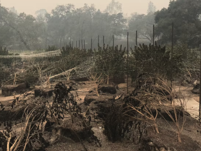 Scorched and charred cannabis plants amid trellis stakes.