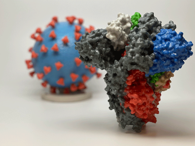 A photo shows a 3D-printed model of a SARS-CoV-2 spike protein, with a model of the full SARS-CoV-2 virus in the background