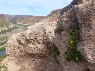 yellow flower growing on rock cliff above dry canyon
