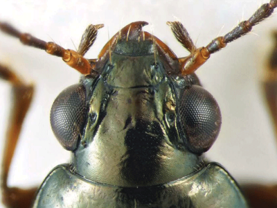 A close-up image of a the head of a beetle. The insect has large, round eyes and brown legs. The shell is a metallic green and gold color.