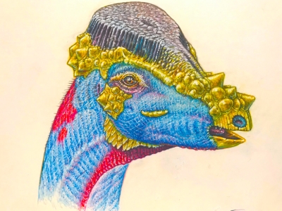 blue, red, yellow and purple drawing of the head and neck of a dome-headed dinosaur