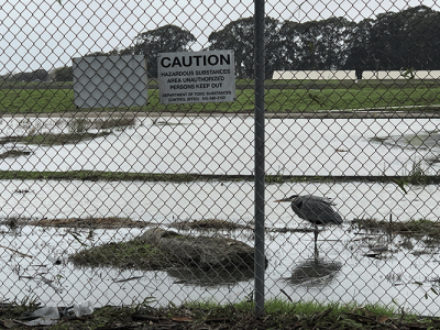 A bird stands on one foot in a flooded field. The bird is standing behind a chain-link fence, which has a sign that reads "Caution: Hazardous substances area, unauthorized persons keep out."