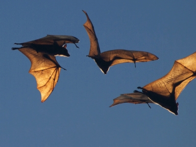 A photo of four fruit bats in flight against a dusky sky