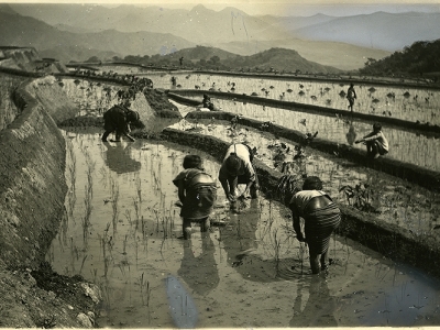 photo of farmers in a wetland harvesting 