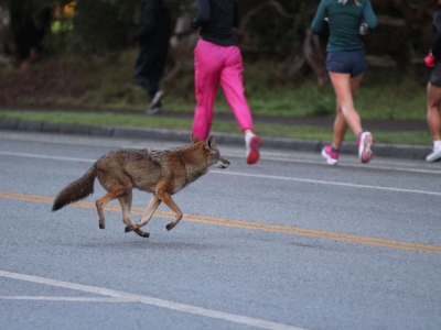 Coyote on road 