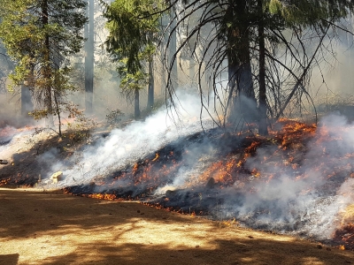 A photo of a prescribed burn in a conifer forest. The fire burns across the forest floor, generating flames and smoke, but does not extend into the branches of the trees. In the distance, a person wearing yellow fire protection gear is holding out a drip torch.