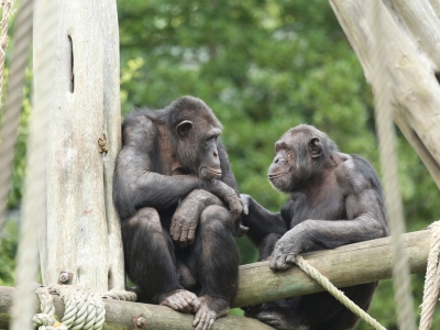 Two chimpanzees near each other while perched on a wooden structure in front of green leaves