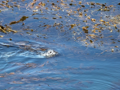 black-spotted head of seal moving through blue waters filled with brown kelp