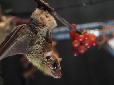 An Egyptian fruit bat hangs upside down from a branch.